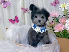 -翊宠yipet猫狗购宠庄园犬舍•猫舍