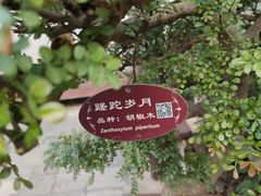 -上海醉白池公园