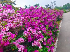 -梧桐山风景名胜区