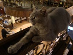 -more than meow吴止猫主题餐厅(承德 中船汇店)