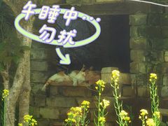 -羊楼洞