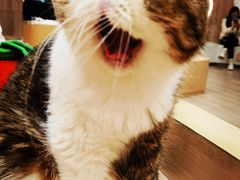 -瞄一喵猫咖(格力海岸店)
