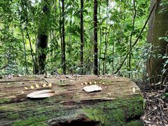 -武吉知马自然保护区