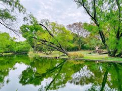 -上海共青森林公园