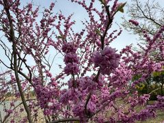 -西京湾花海
