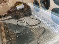 -老吴的猫·猫舍(新区店)