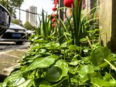 -菩提素食·私房菜(首辅路店)