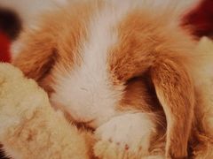 -浣熊柯尔鸭土拨鼠·电玩咖