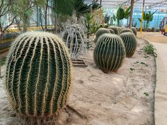 -南宫五洲植物乐园