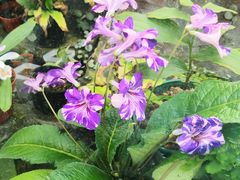 -国家植物园南园