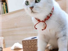 -藏猫猫咖啡主题馆(中央大道店)