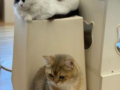 -有喵·猫咖·狗咖·30几只猫10只小狗(岗厦店)