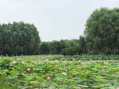 -东郊湿地公园