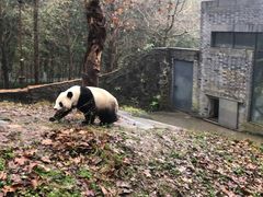 -都江堰中华大熊猫苑