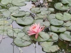 android_upload_pic-西部兰花园生态园