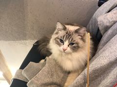 -喵喵咪呀布偶猫咖(春熙路店)