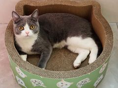 -八公叔叔宠物美容连锁(春申店)