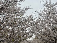 -高东镇樱花园