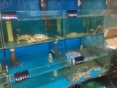 -东极岛海鲜