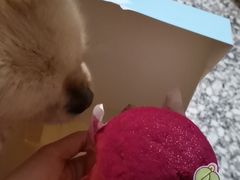 -佳怡动物医院·平价24小时·猫专科骨外科