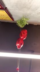 点击看大图 -99烫染