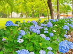 -嘉北郊野公园