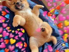 -爱侣宠医·鹦鹉专科·小型哺乳类·异宠专科(灵石路店)