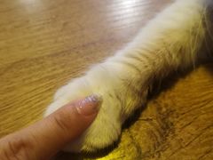 -平行世界·猫咖(首经贸店)