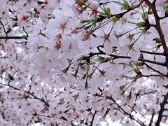 -西北湖绿化广场