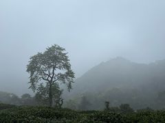 -十里琅珰
