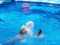 -海合安成都极地海洋公园