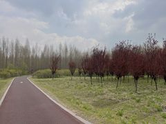 -黄海国家森林公园