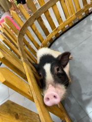 -Moni星球萌宠·小马宝莉·灵蛇·高端高阶全萌宠互动体验俱乐部(红豆国际广场店)