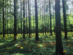 -黄海国家森林公园