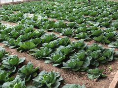 -万源龙顺度假庄园生态观光园