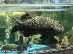 -聚福宝合苑食府(南头镇店)