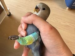 -瑞派·关忠动物医院·异宠专科·犬猫肿瘤·皮肤专科(望京店)