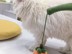 -COLOR PETS 撸猫馆·购猫·猫咖(长风大悦城店)