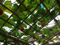 -万源龙顺度假庄园生态观光园