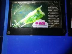 -烟台海昌鲸鲨海洋公园