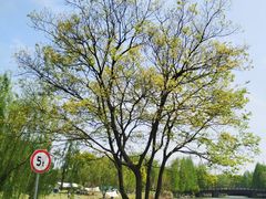 -九里河湿地公园