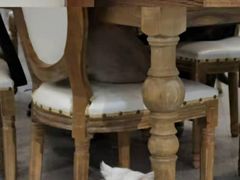 -共舞时光猫咖·狗咖(新街口店)
