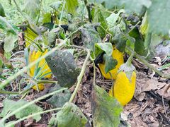 -马陆小张葡萄园农家乐