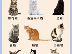 -翊宠yipet猫狗购宠庄园犬舍•猫舍