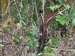 -海南热带雨林国家公园吊罗山景区