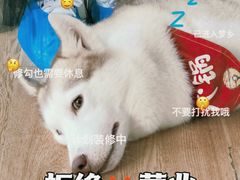 -Husky Go! 哈士奇体验馆·宠物咖啡厅狗咖