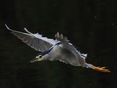-重庆彩云湖湿地公园