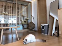 -猫腻·猫咖·撸猫馆(星光大道店)