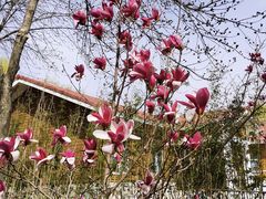 -大兴滨河森林公园