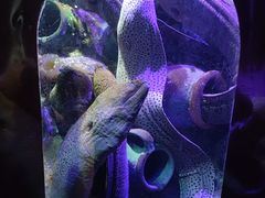 -太平洋海底世界